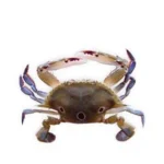 DOTTED CRAB