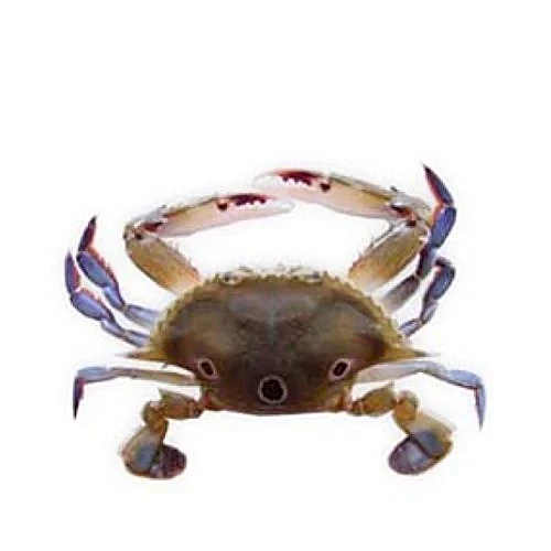 800436407_1-me-fresh-crab-dotted DOTTED CRAB - Image 1